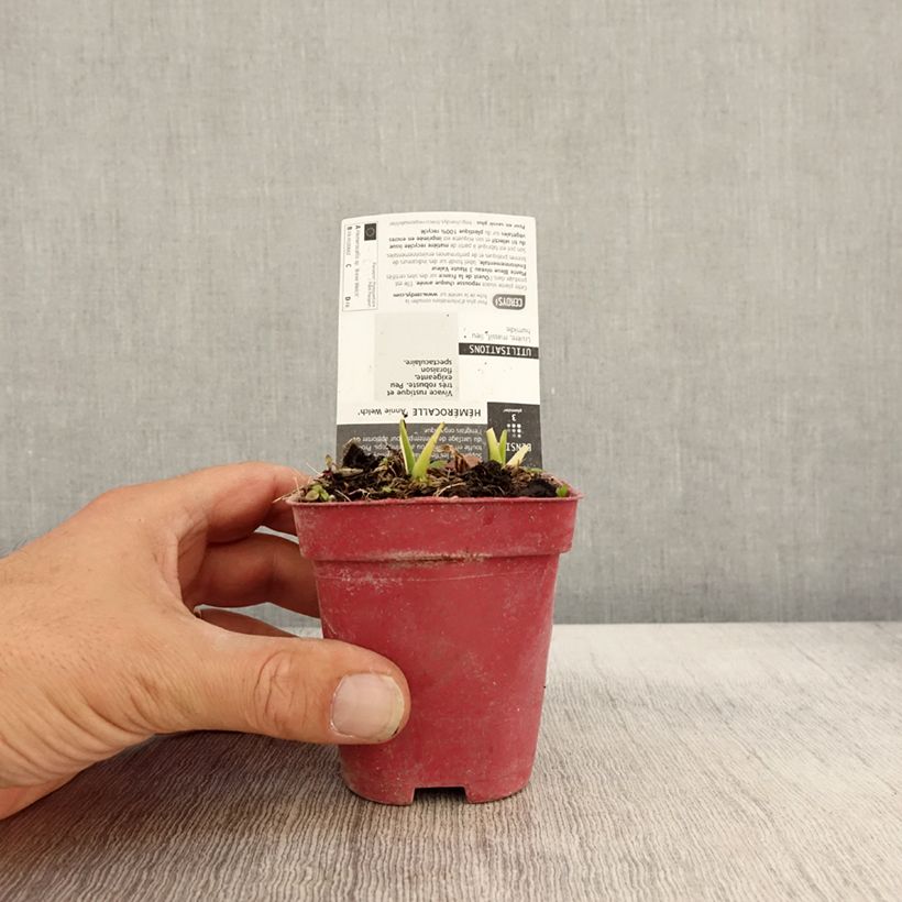 Amostra de Hemerocallis Annie Welch Vaso de 7/8 cm tal como entregue no outono