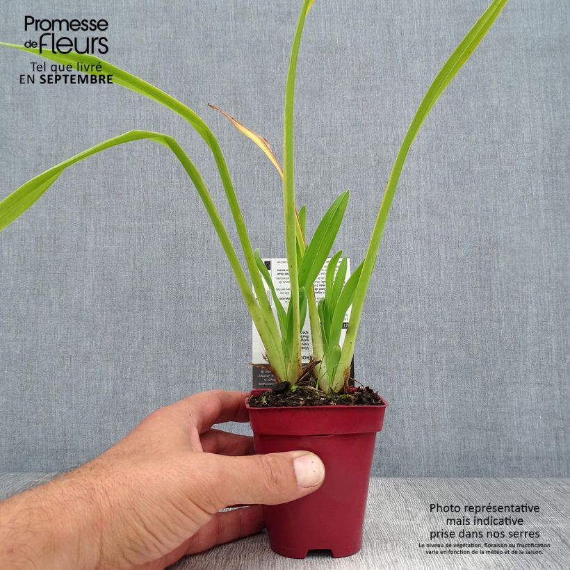 Amostra de Hemerocallis Annie Welch Vaso de 7/8 cm tal como entregue no verão