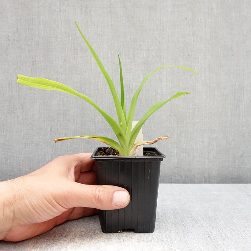 Amostra de Hemerocallis Apricot Beauty Vaso de 8/9 cm tal como entregue na primavera