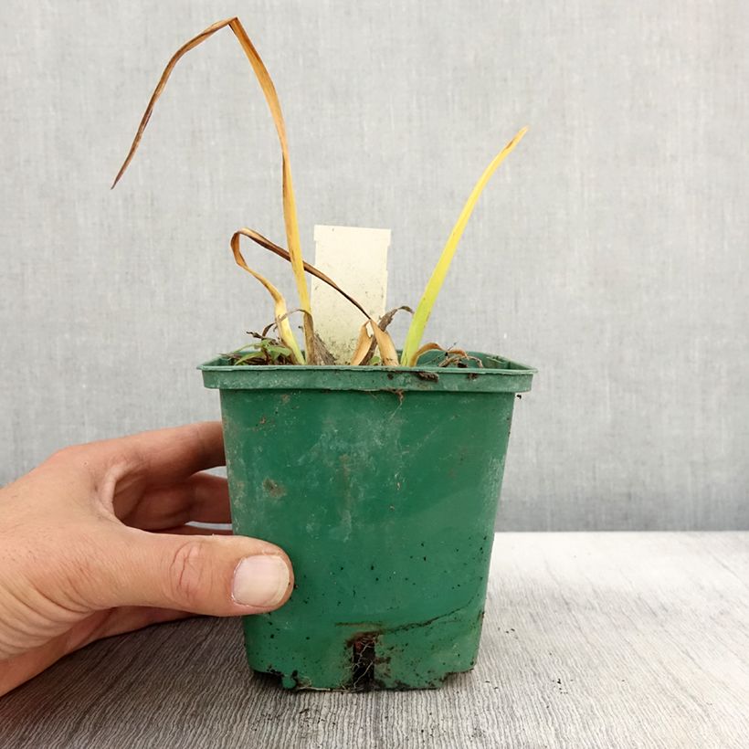 Amostra de Hemerocallis Arctic Snow Vaso de 1 L/1,5 L tal como entregue no outono