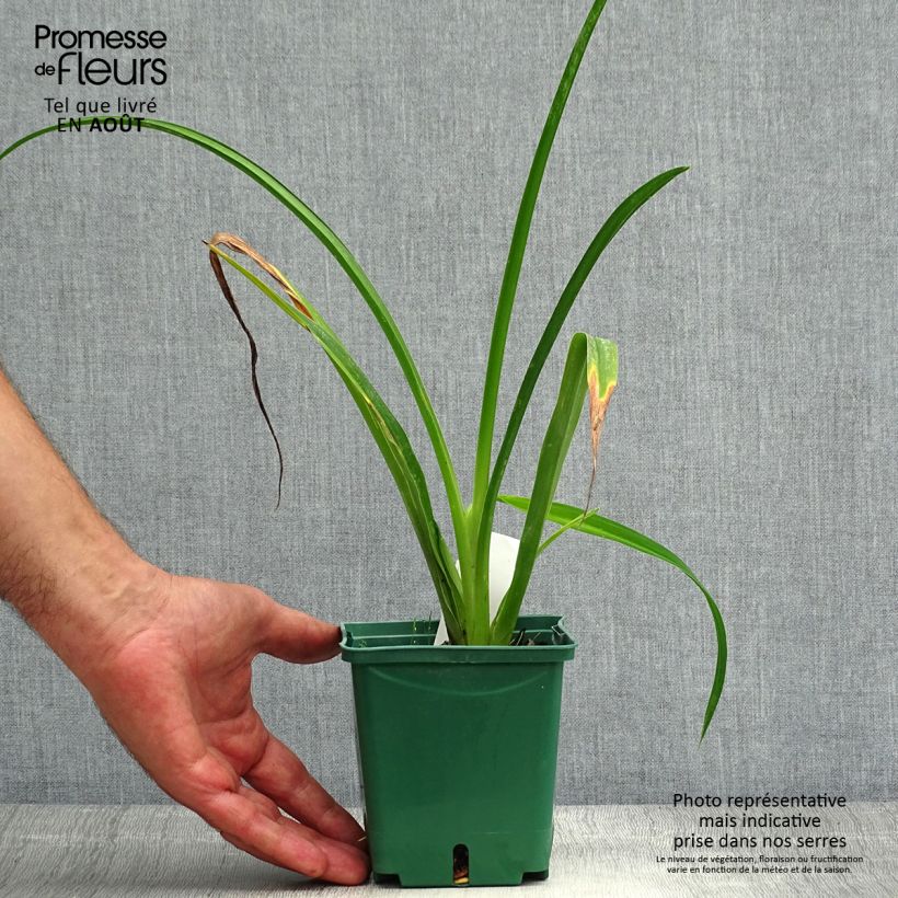 Amostra de Hemerocallis Arctic Snow Vaso de 1 L/1,5 L tal como entregue no verão