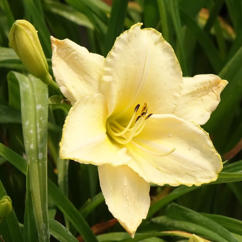 Hemerocallis Arctic Snow (Floração)