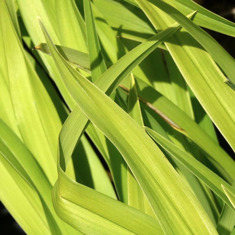 Hemerocallis Bakabana (Folhagem)