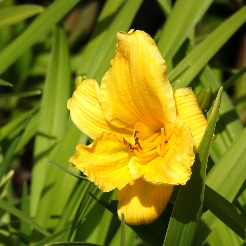 Hemerocallis Bakabana (Floração)