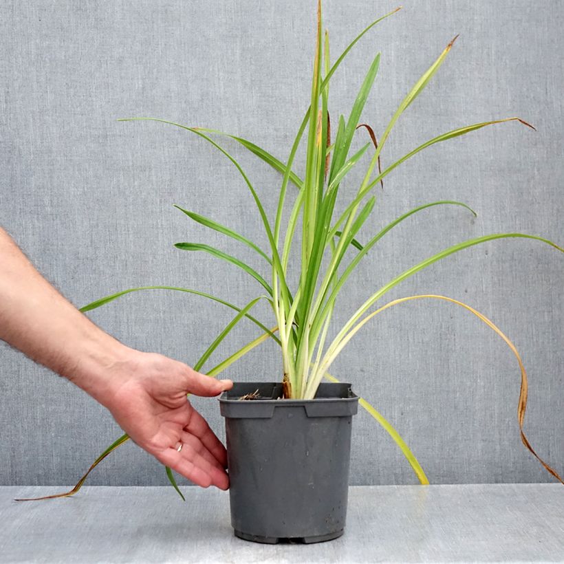 Amostra de Hemerocallis Bakabana Vaso de 2 L/3 L tal como entregue no outono