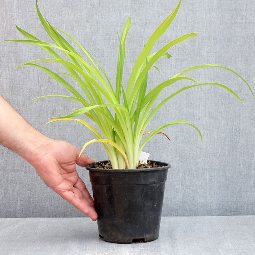 Amostra de Hémérocalle Bakabana - Lis d'un jour jaune d'or Pot de 2L/3L tal como entregue na primavera