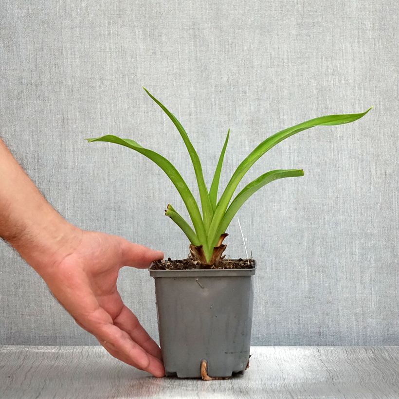 Amostra de Hemerocallis Baracuda Bay Vaso de 1 L/1,5 L tal como entregue no verão