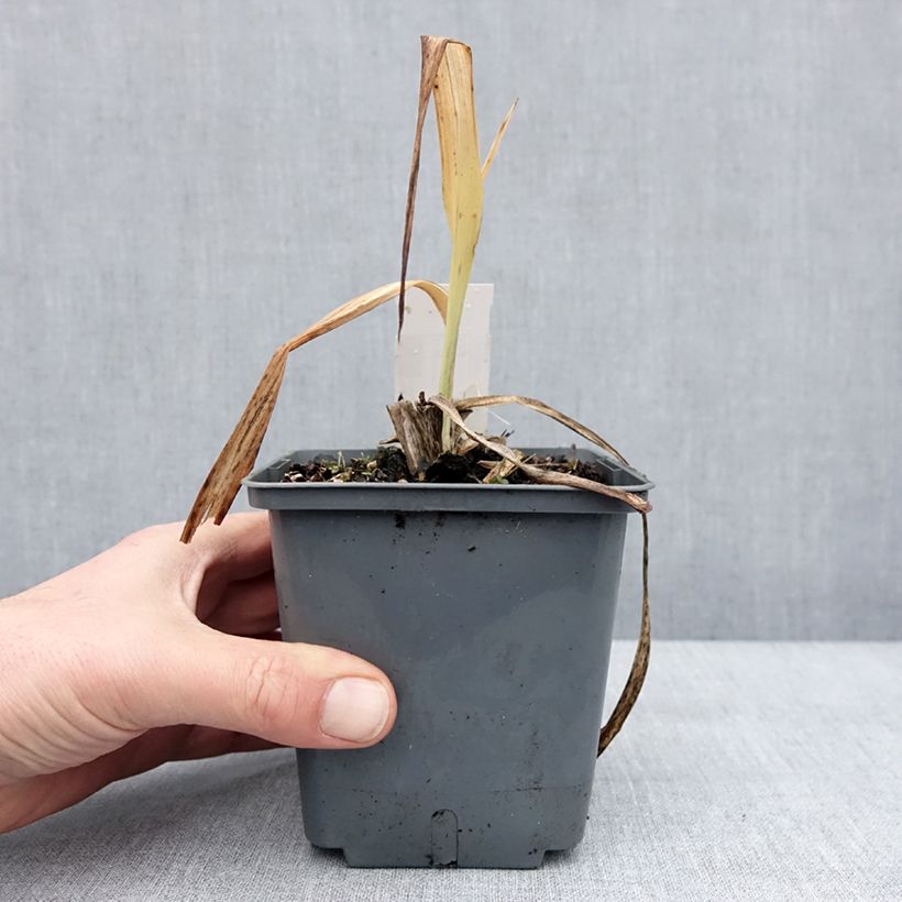 Amostra de Hémérocalle Baracuda Bay - Lis d'un jour Pot de 1L/1,5L tal como entregue no inverno