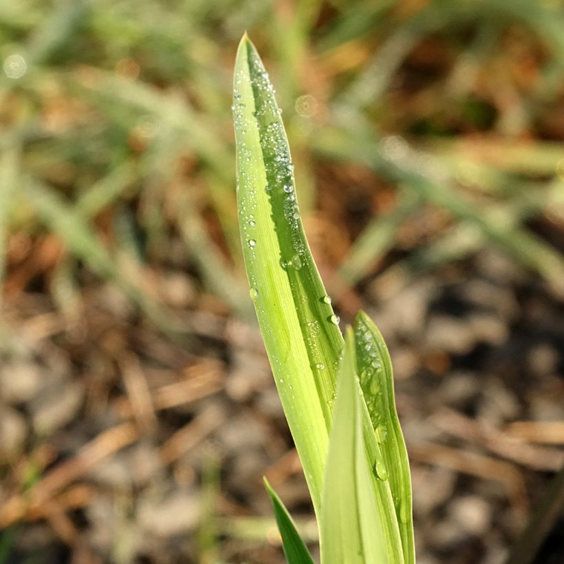 Hemerocallis Baracuda Bay (Folhagem)