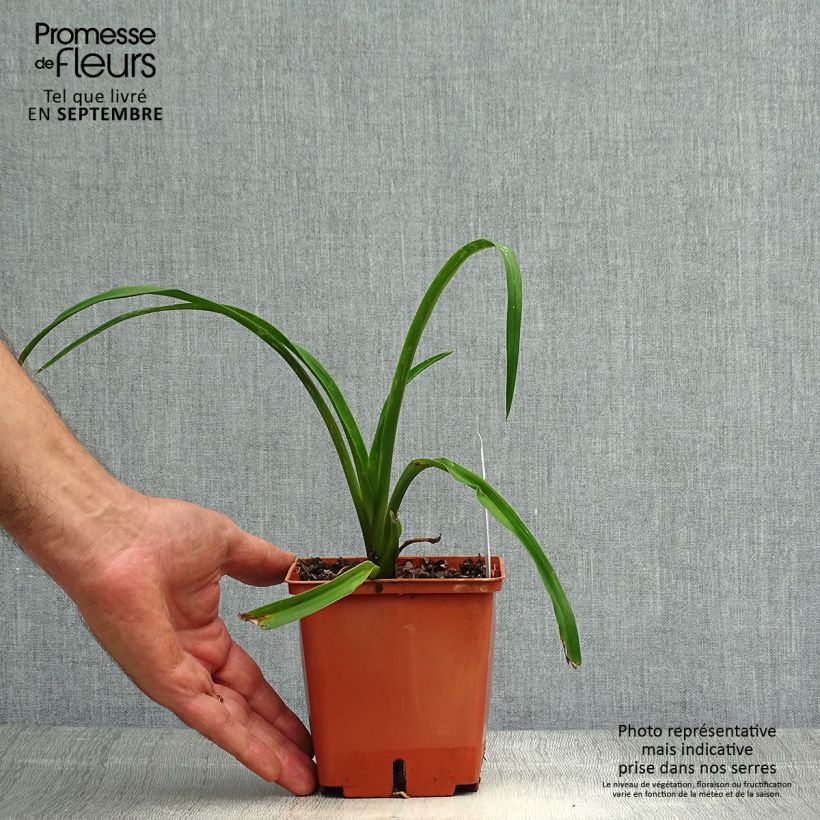 Amostra de Hemerocallis Barbara Mitchell Vaso de 1 L/1,5 L tal como entregue no outono