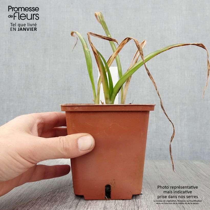 Amostra de Hémérocalle Barbara Mitchell - Lis d'un Jour rose dragée, gorge verte. Pot de 1L/1,5L tal como entregue no inverno