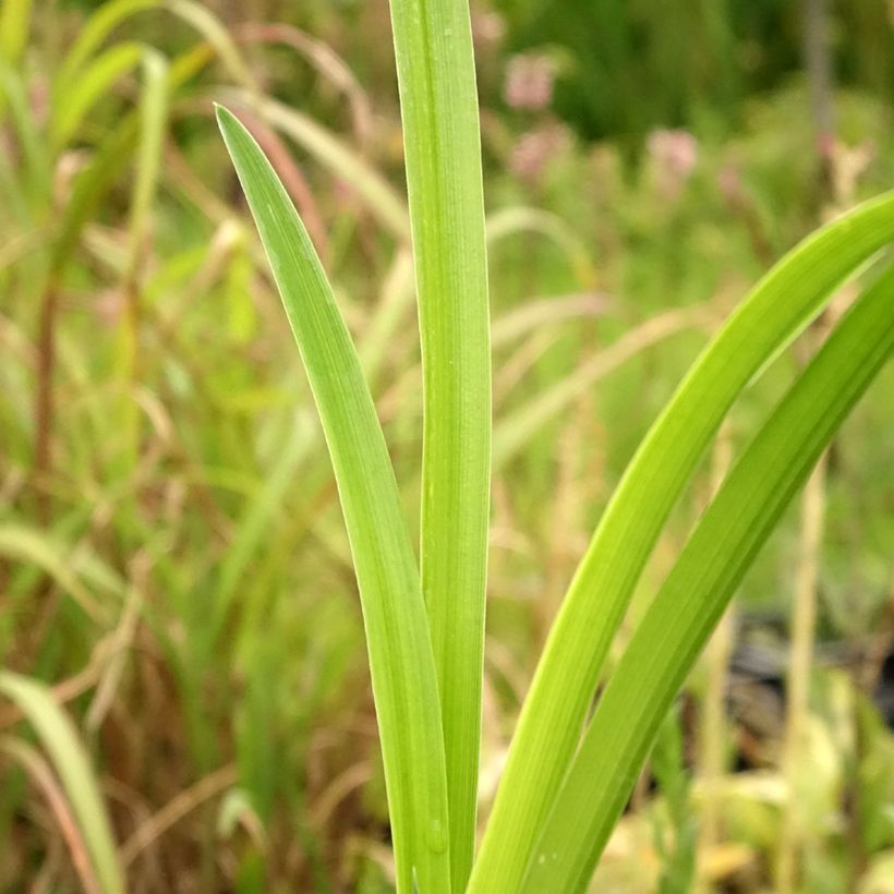 Hemerocallis Bela Lugosi (Folhagem)