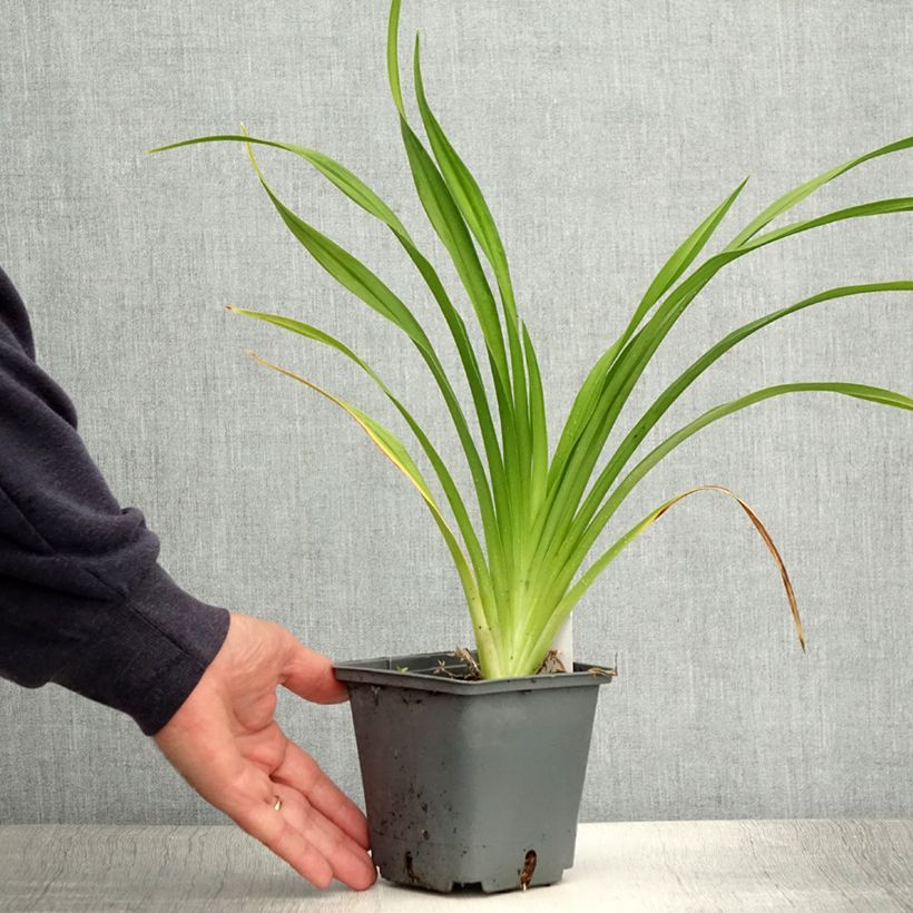 Amostra de Hemerocallis Black Stockings Vaso de 1 L/1,5 L tal como entregue no verão