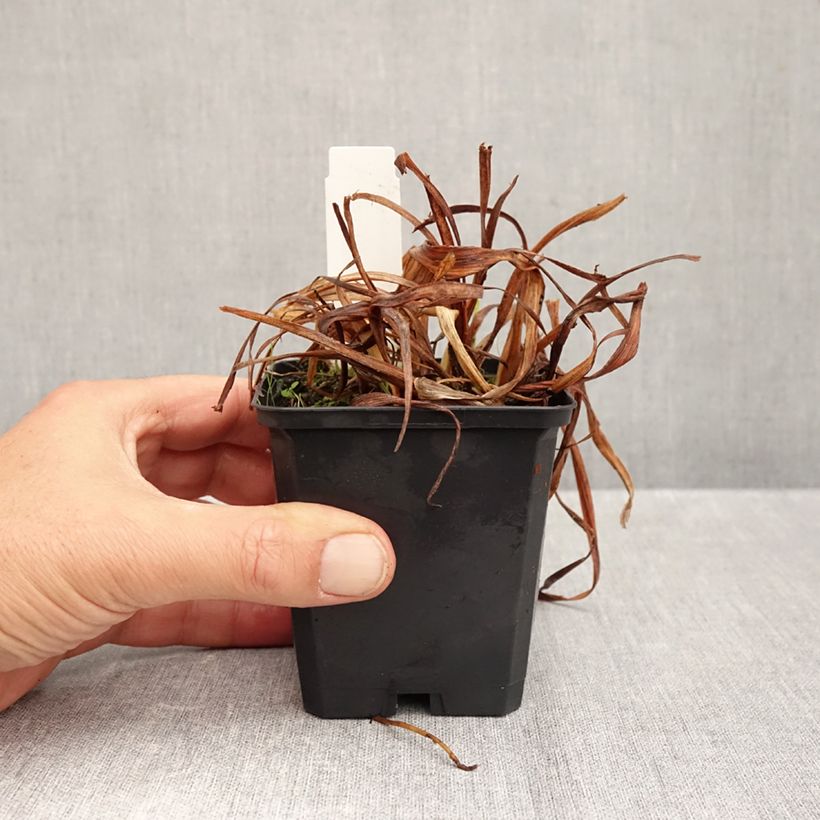 Amostra de Hemerocallis Bonanza Vaso de 8/9 cm tal como entregue no outono