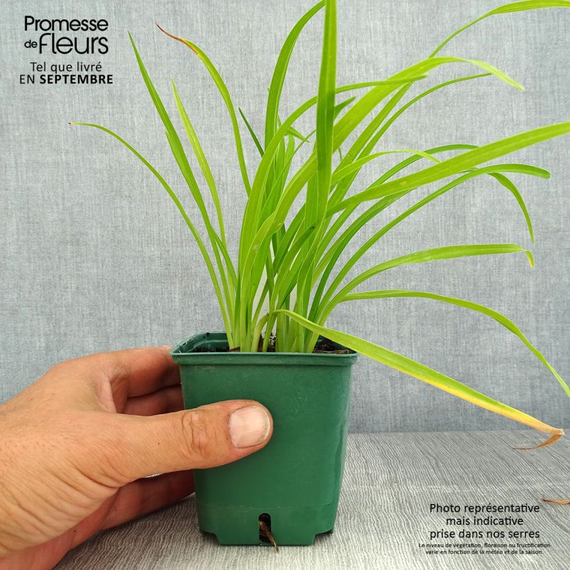 Amostra de Hemerocallis Bonanza Vaso de 8/9 cm tal como entregue no verão