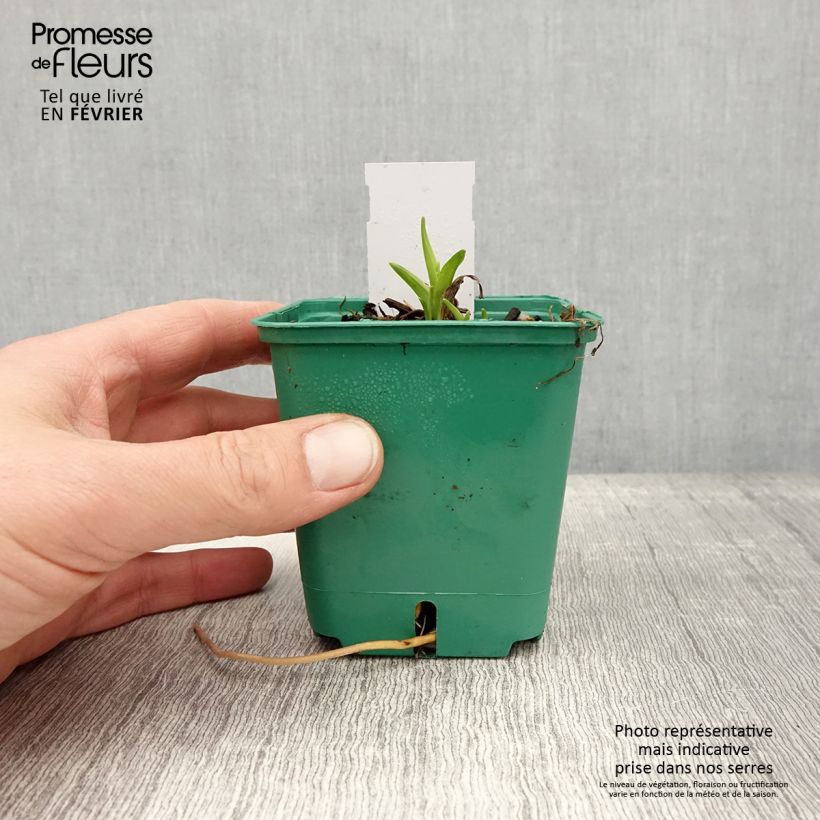 Amostra de Hémérocalle Bonanza - Lis d'un jour Godet de 8/9 cm tal como entregue no inverno