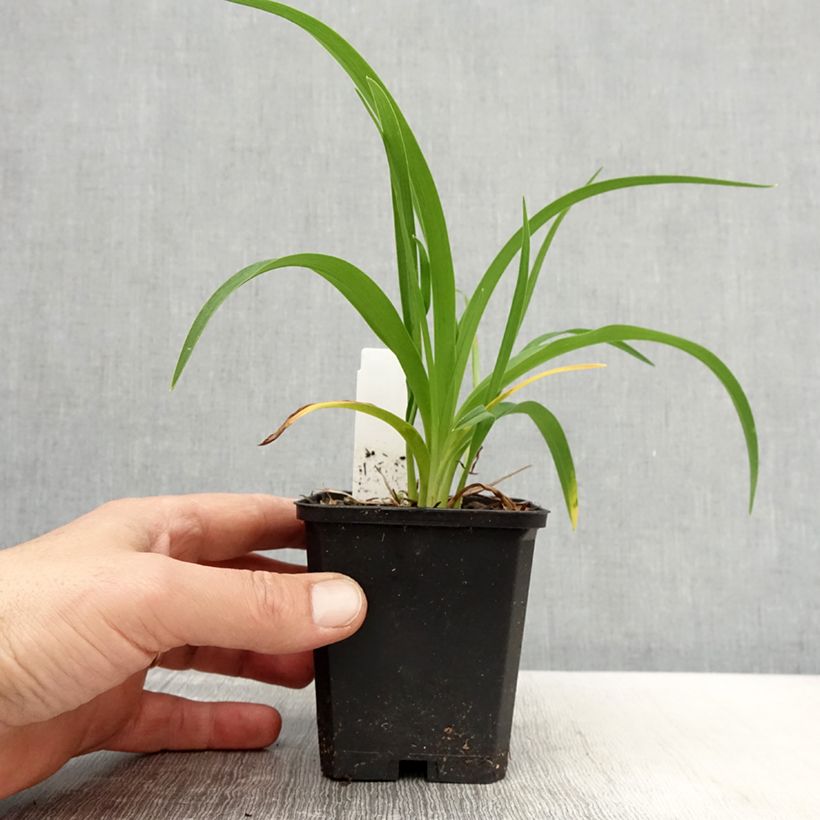 Amostra de Hemerocallis Bonanza Vaso de 8/9 cm tal como entregue na primavera