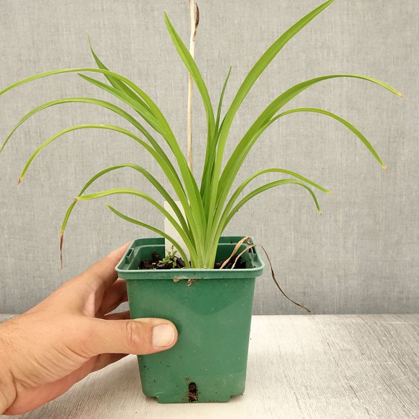 Amostra de Hemerocallis Burning Daylight Vaso de 8/9 cm tal como entregue no verão