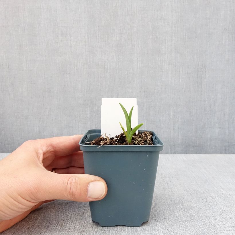 Amostra de Hemerocallis Burning Daylight Vaso de 8/9 cm tal como entregue na primavera