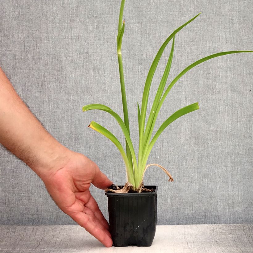 Amostra de Hemerocallis By Myself Vaso de 8/9 cm tal como entregue no verão