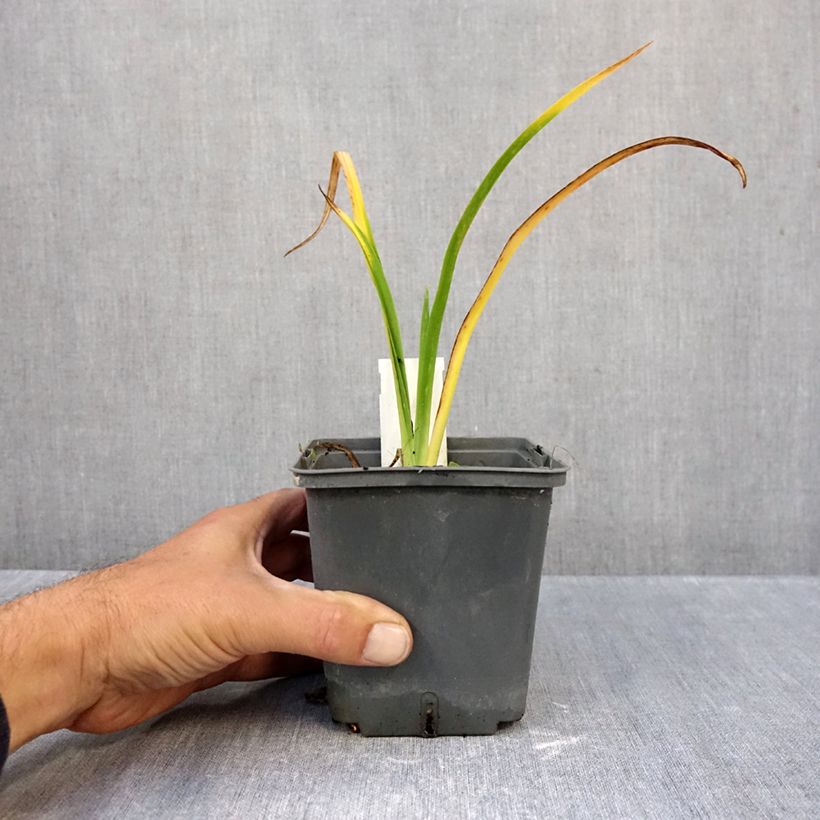Amostra de Hemerocallis Calico Jack Vaso de 1 L/1,5 L tal como entregue no outono