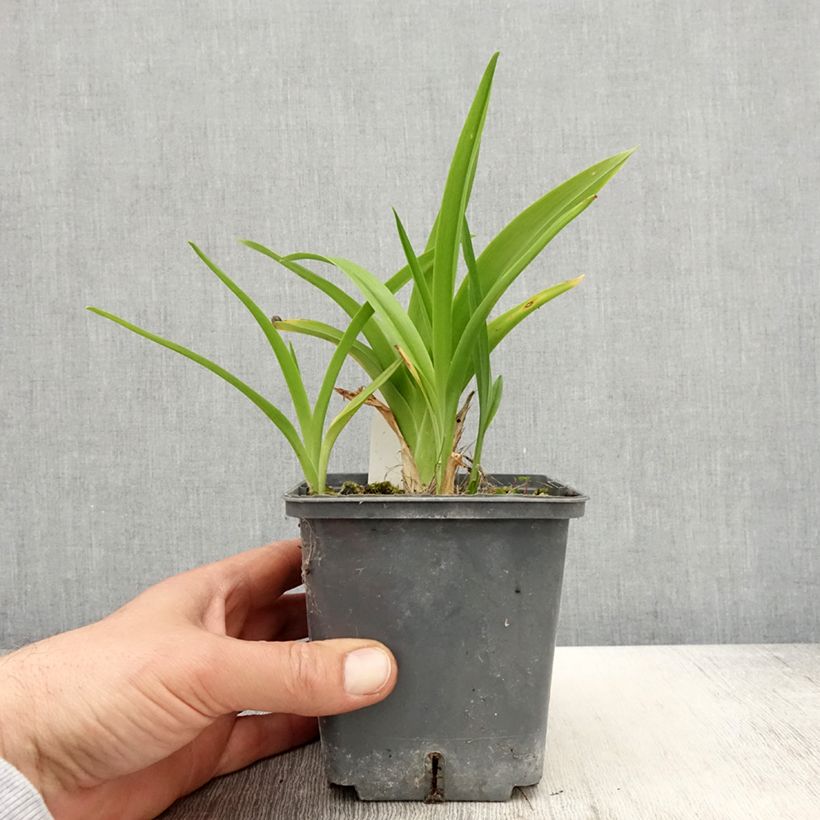 Amostra de Hemerocallis Calico Jack Vaso de 1 L/1,5 L tal como entregue na primavera