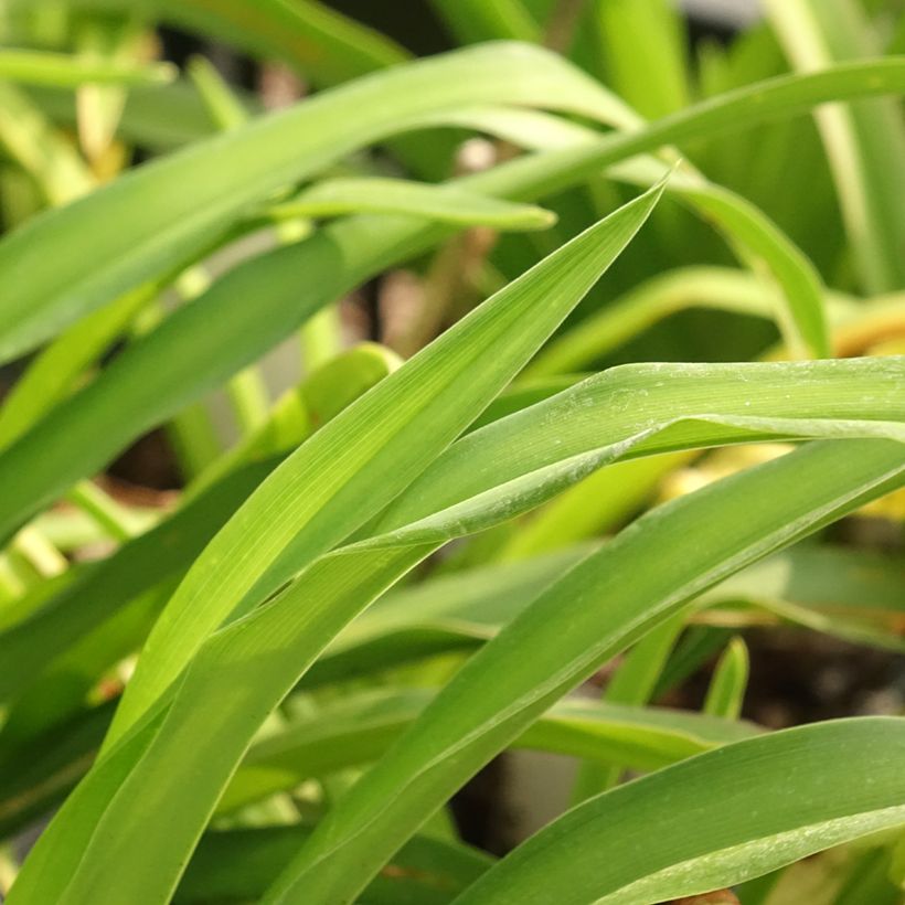 Hemerocallis Calico Jack (Folhagem)
