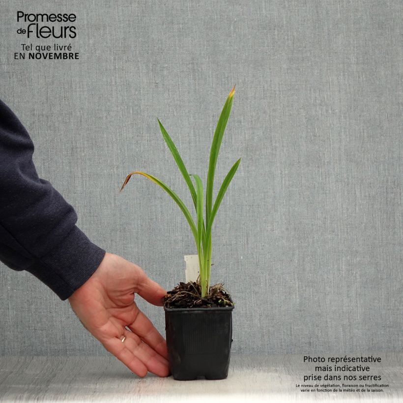Amostra de Hemerocallis Canadian Border Patrol Vaso de 8/9 cm tal como entregue no outono