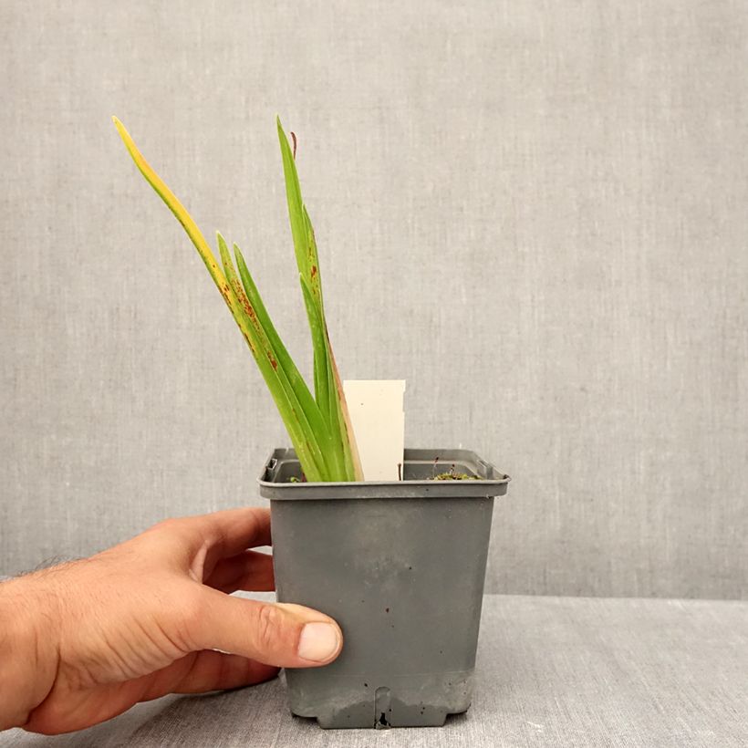 Amostra de Hemerocallis Cape Breton Vaso de 1 L/1,5 L tal como entregue no outono