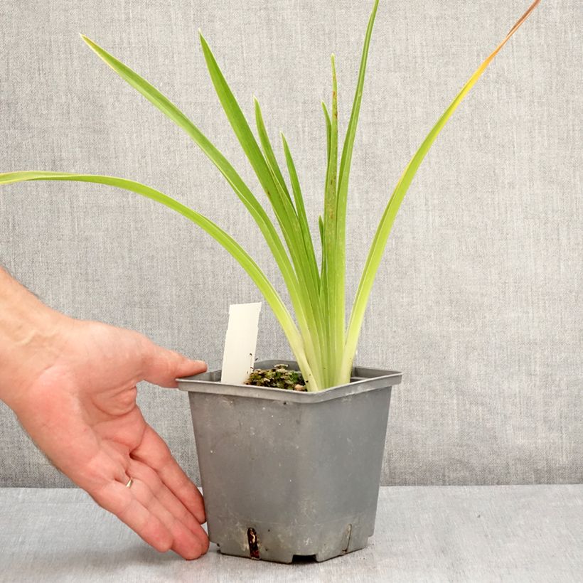Amostra de Hemerocallis Cape Breton Vaso de 1 L/1,5 L tal como entregue no verão
