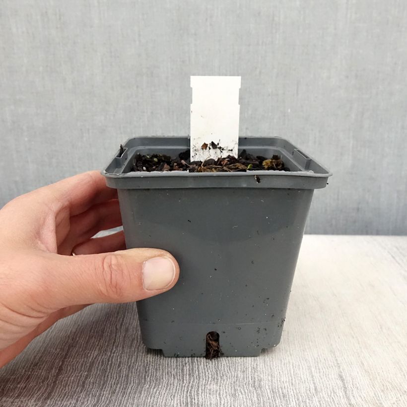 Amostra de Hemerocallis Cape Breton Vaso de 1 L/1,5 L tal como entregue na primavera