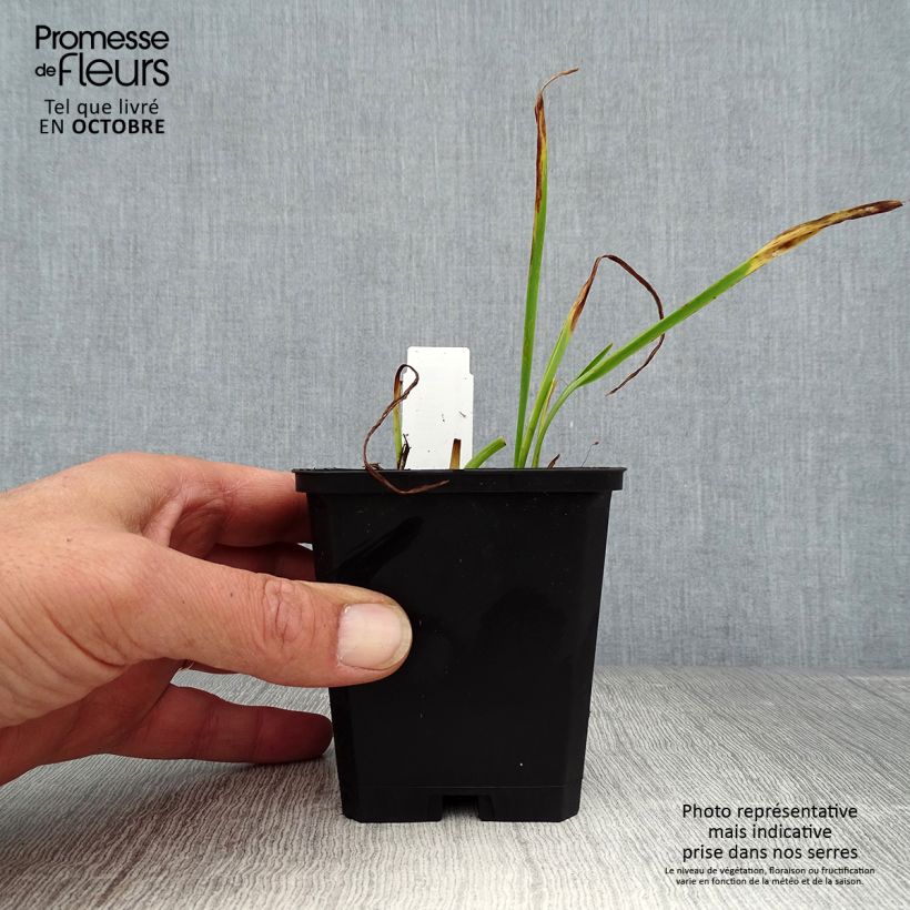 Amostra de Hemerocallis Catherine Woodbury Vaso de 8/9 cm tal como entregue no outono