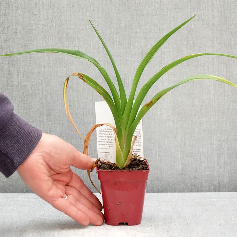 Amostra de Hemerocallis Charles Johnson Vaso de 8/9 cm tal como entregue na primavera