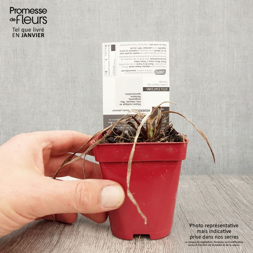 Amostra de Hémérocalle Charles Johnson - Lis d'un Jour Vaso de 8/9 cm tal como entregue no inverno