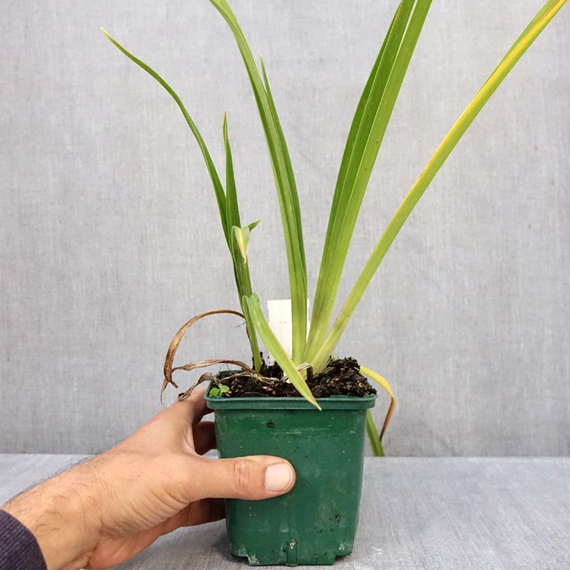 Amostra de Hemerocallis Charles Johnson Vaso de 1 L/1,5 L tal como entregue no outono
