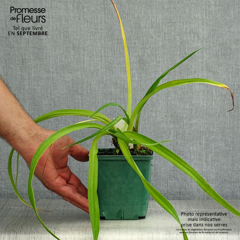 Amostra de Hemerocallis Charles Johnson Vaso de 1 L/1,5 L tal como entregue no verão
