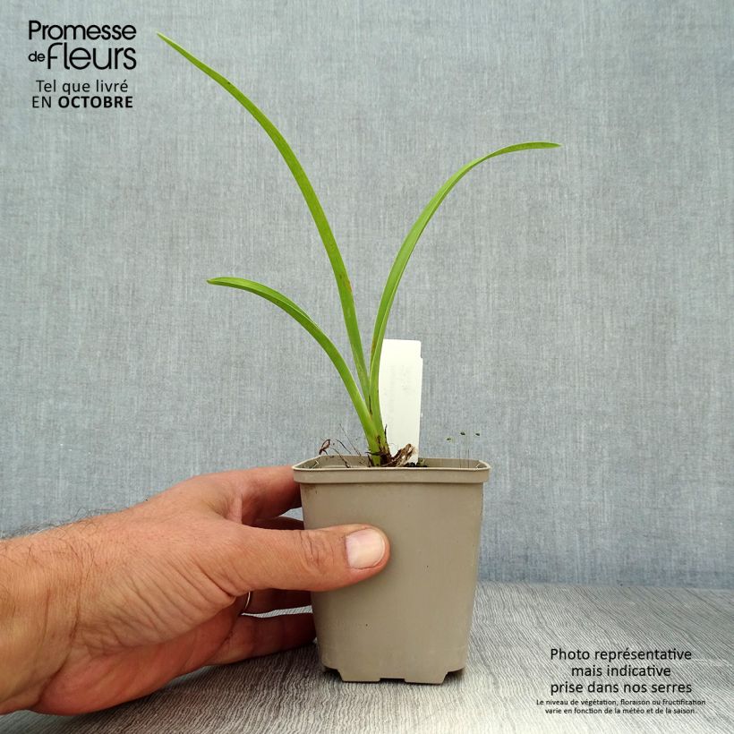 Amostra de Hemerocallis Chicago Knobby Vaso de 8/9 cm tal como entregue no outono