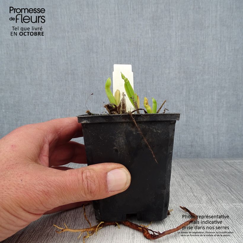 Amostra de Hemerocallis Chicago Sunrise Vaso de 8/9 cm tal como entregue no outono