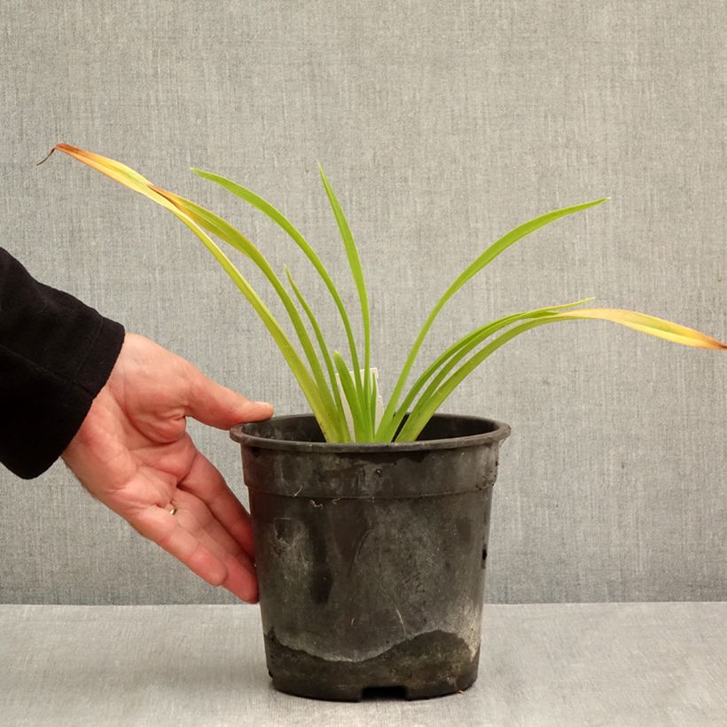 Amostra de Hemerocallis Chicago Sunrise Vaso de 2 L/3 L tal como entregue no outono