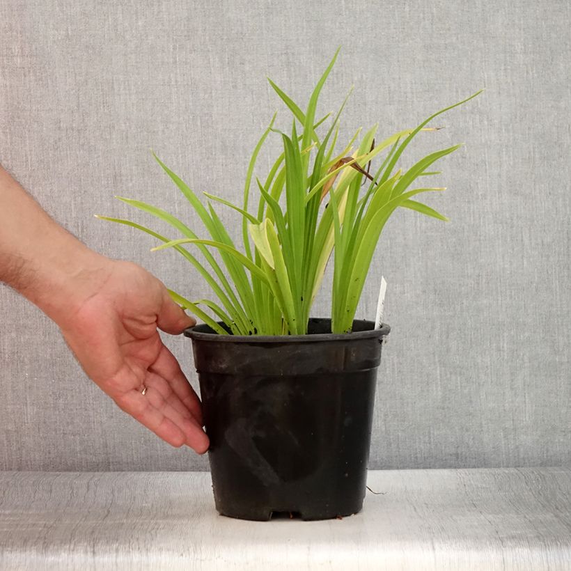 Amostra de Hemerocallis Chicago Sunrise Vaso de 2 L/3 L tal como entregue no verão