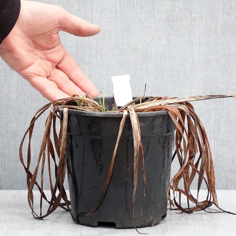 Amostra de Hémérocalle Chicago Sunrise - Lis d'un jour Vaso de 2 L/3 L tal como entregue no inverno