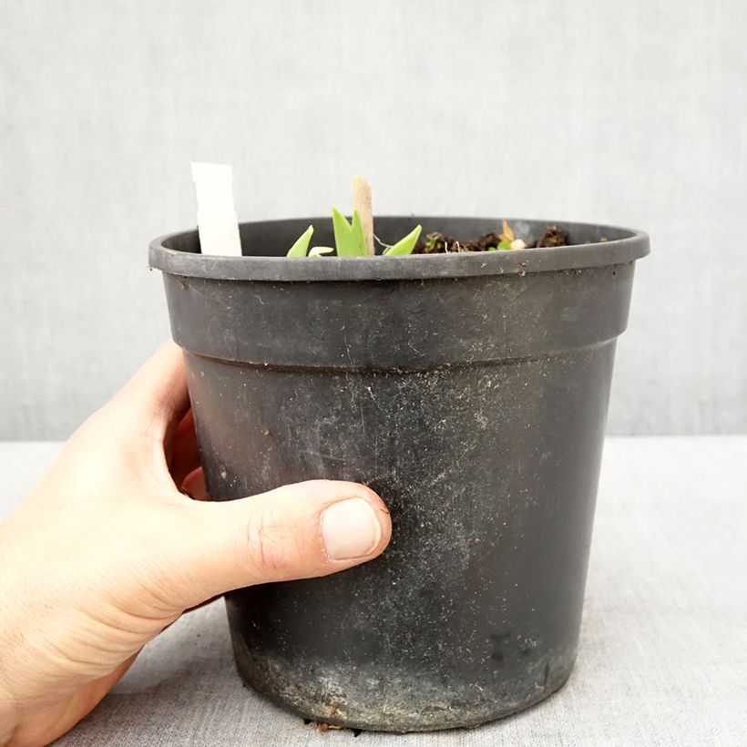 Amostra de Hemerocallis Chicago Sunrise Vaso de 2 L/3 L tal como entregue na primavera