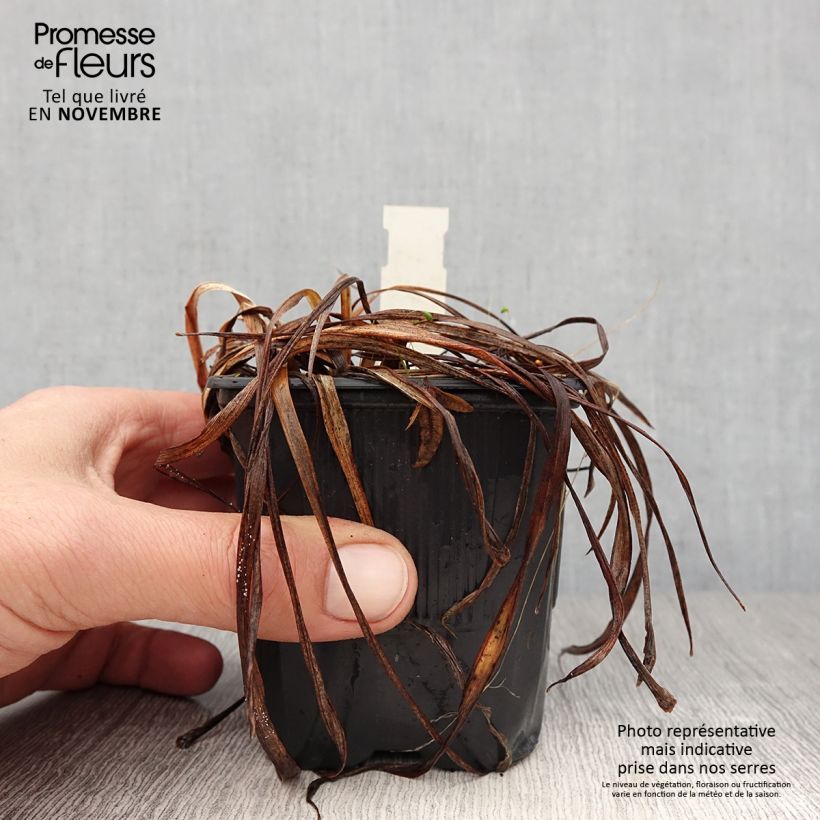 Amostra de Hemerocallis Children's Festival Vaso de 8/9 cm tal como entregue no outono