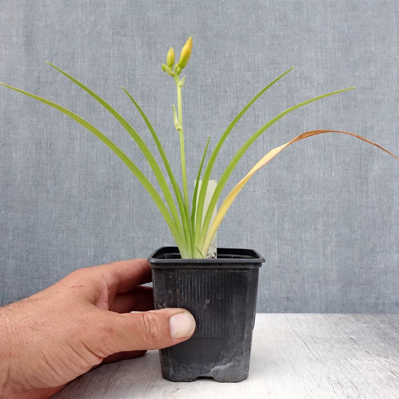Amostra de Hemerocallis Children's Festival Vaso de 8/9 cm tal como entregue no verão