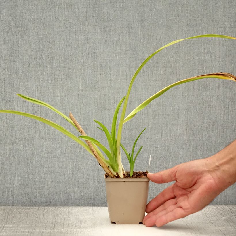 Amostra de Hemerocallis Chocolate Candy Vaso de 8/9 cm tal como entregue no verão