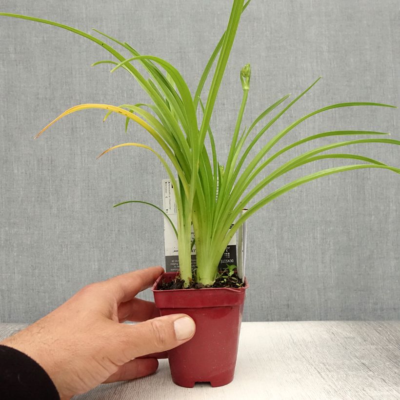 Amostra de Hemerocallis Chosen Love Vaso de 8/9 cm tal como entregue no verão
