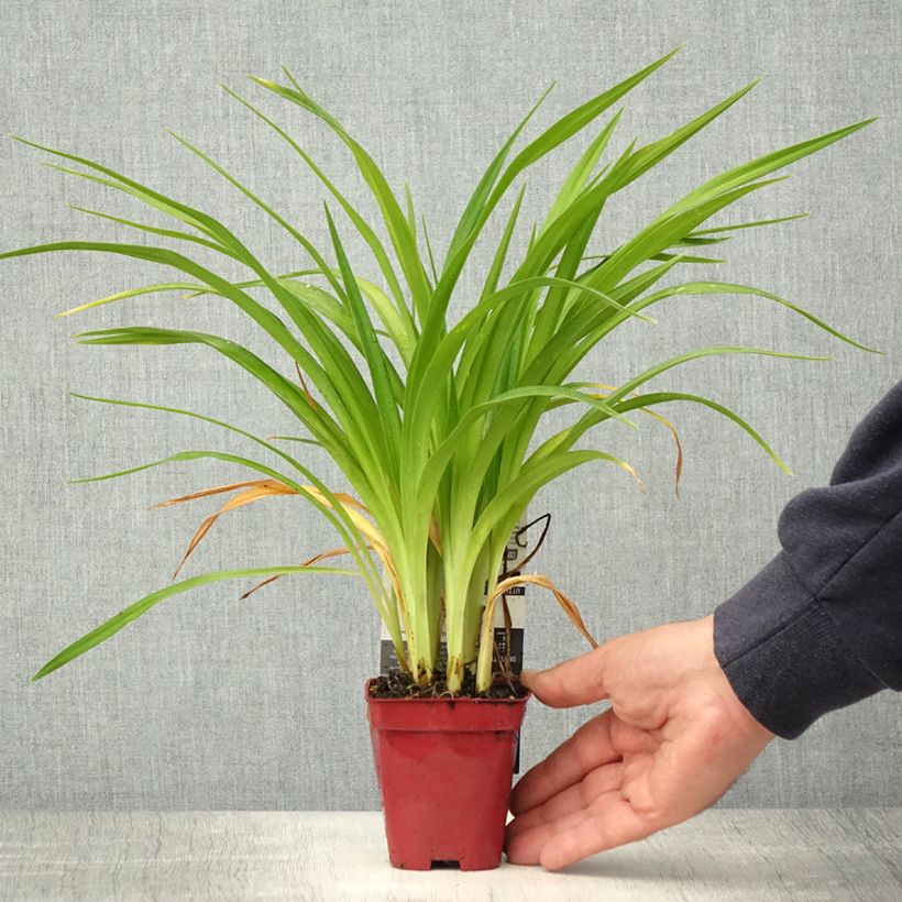 Amostra de Hémérocalle Chosen Love Vaso de 8/9 cm tal como entregue na primavera