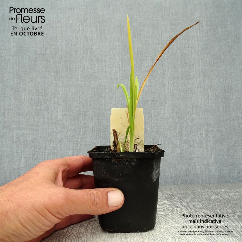 Amostra de Hemerocallis citrina Vaso de 8/9 cm tal como entregue no outono