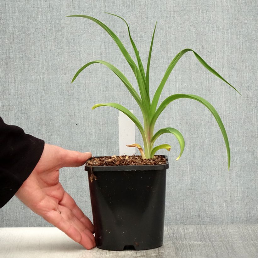 Amostra de Hemerocallis citrina Vaso de 1,5 L/2 L tal como entregue na primavera