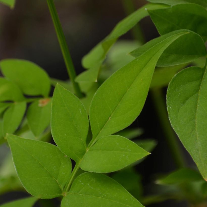 Hemerocallis Clothed in Glory (Folhagem)